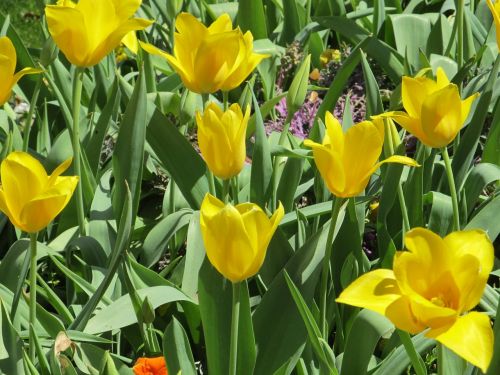 flowers tulips macro
