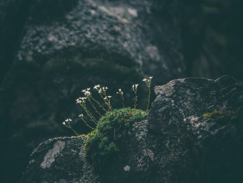 flowers rocks nature