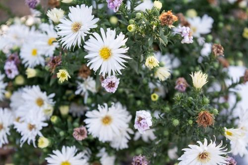 flowers plants nature