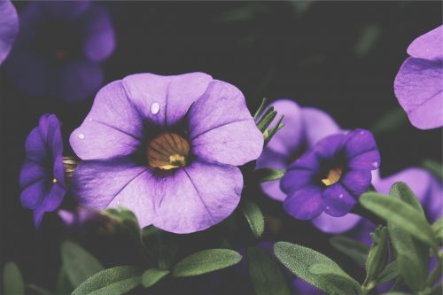 flowers purple nature