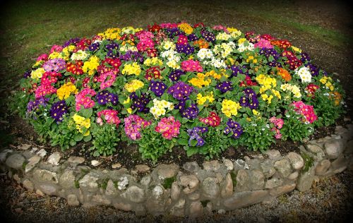 flowers spring primroses