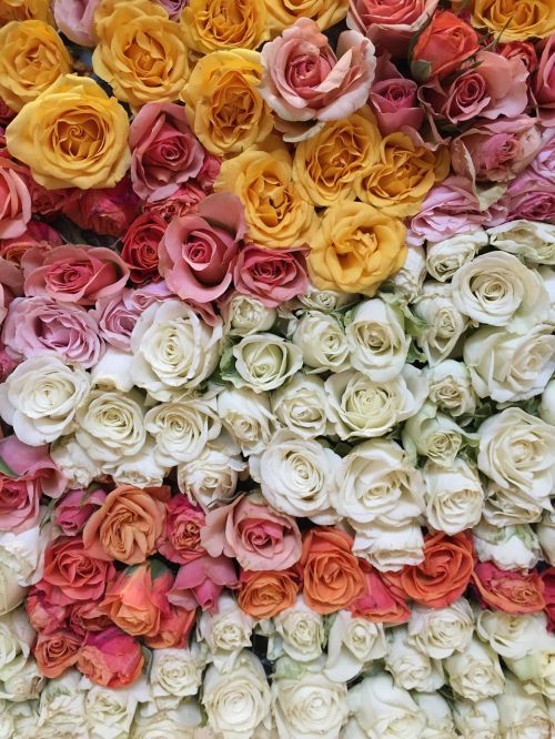 flowers roses colors