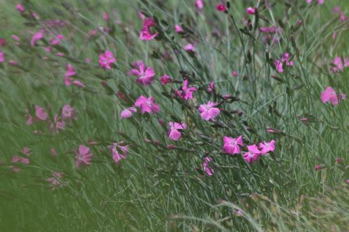 flowers pink purple