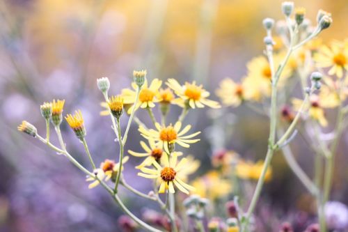 flowers yellow garden