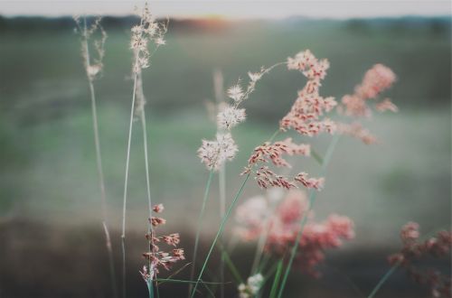 flowers field summer