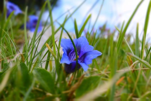 flowers mountain unterberg