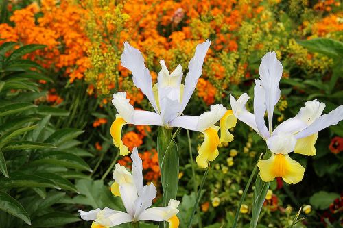 flowers nature landscape