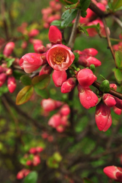 flowers pink spring