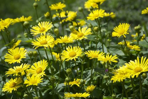 flowers outdoor spring