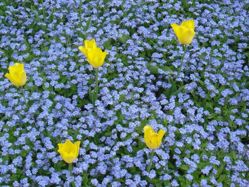 flowers tulips spring