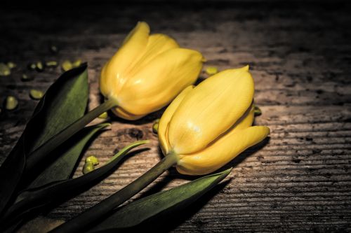 flowers tulips cut flowers