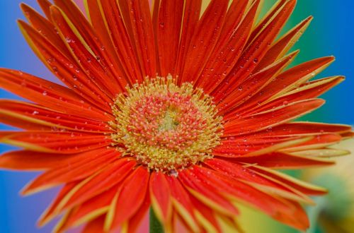 flowers gerbera blossom