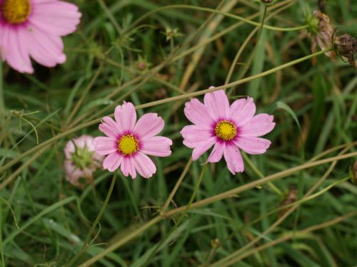 flowers pink green