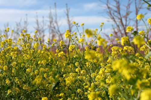 flowers yellow wild