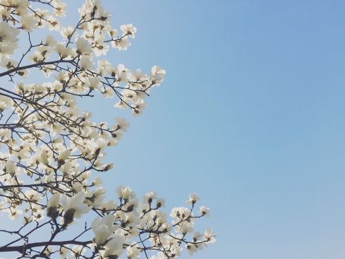 flowers magnolia spring