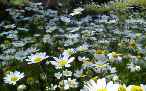 flowers spring daisies