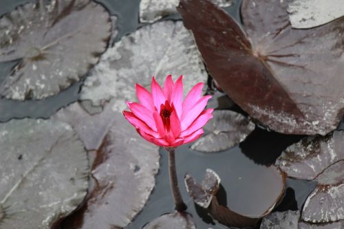 flowers lotus pink