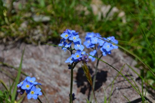 flowers blue prato