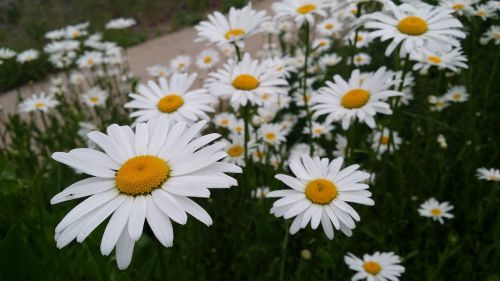 flowers white spring