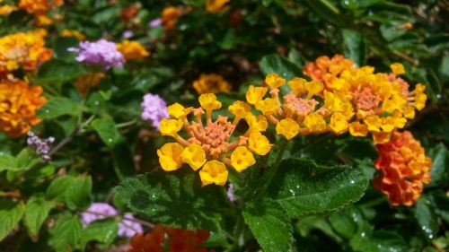 flowers landscaping water drops