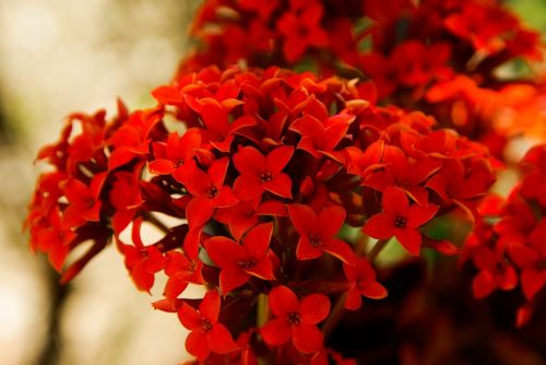 flowers red garden