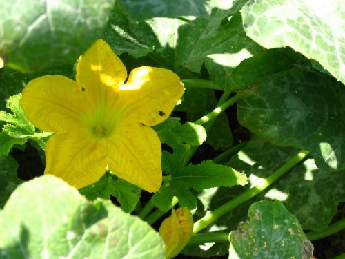 flowers vegetable garden zucchini