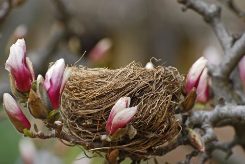 flowers tree's nest bird