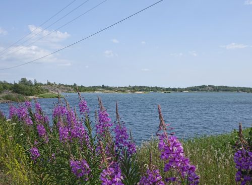 flowers summer lake