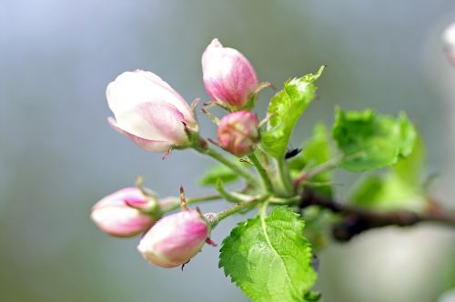 flowers branch spring