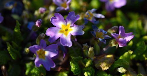 flowers pansy plant