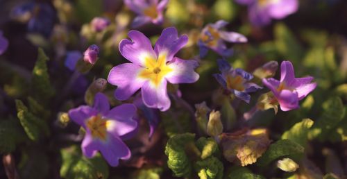 flowers pansy plant