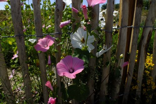 flowers nature plant