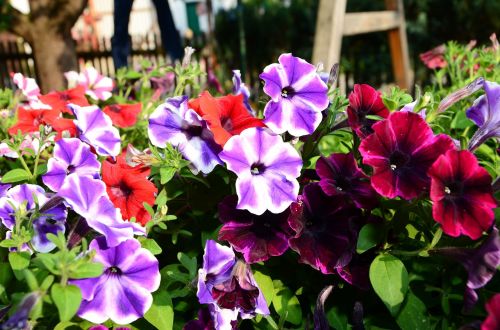 flowers colorful floral