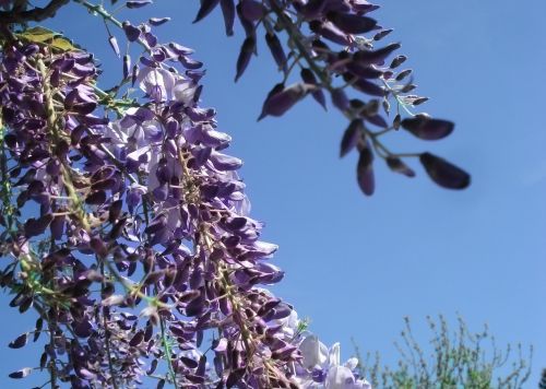 flowers blue spring