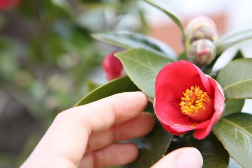 flowers camellia flower geoje