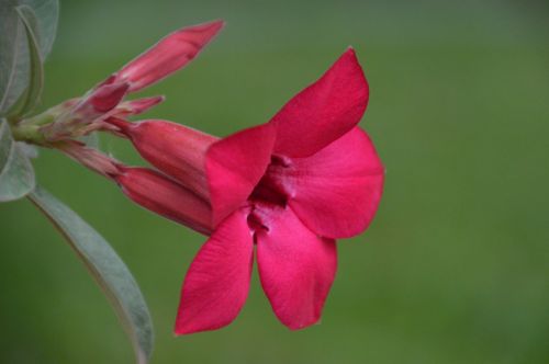 flowers red pink