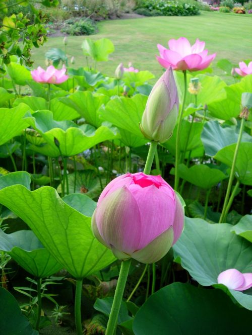 flowers pink aquatic
