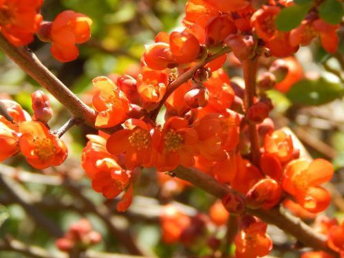 flowers orange spring