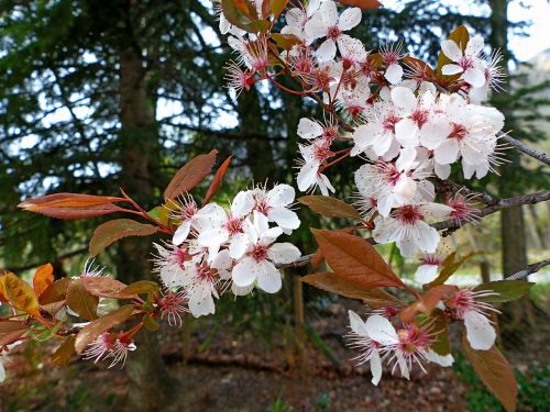 flowers nature spring