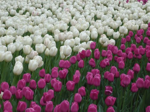 flowers garden tulips