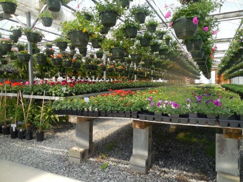 flowers greenhouse garden