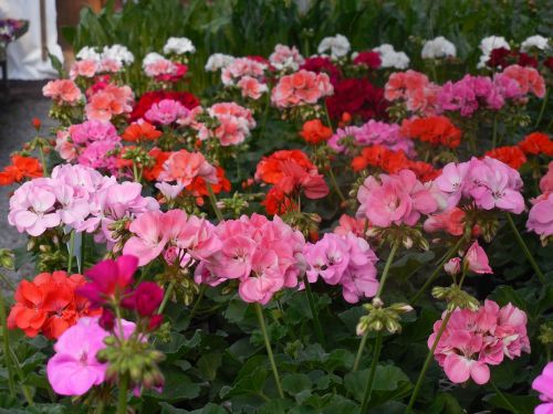 flowers greenhouse garden