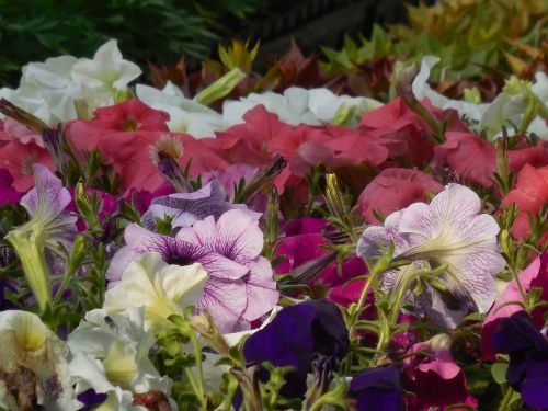 flowers greenhouse garden