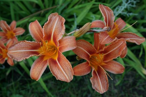 flowers flower summer flowers