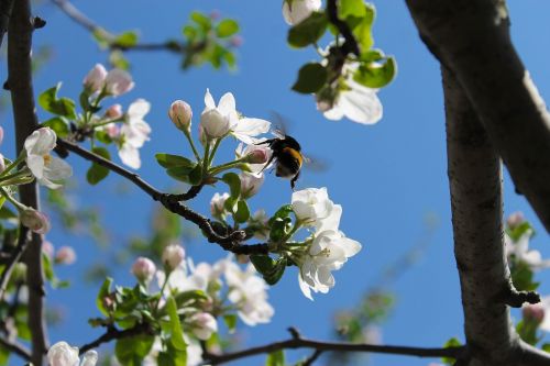 flowers sky apple tree