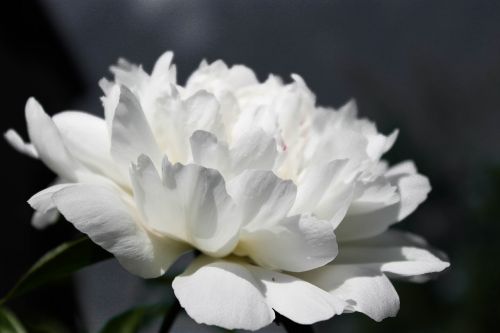 flowers white flower peony