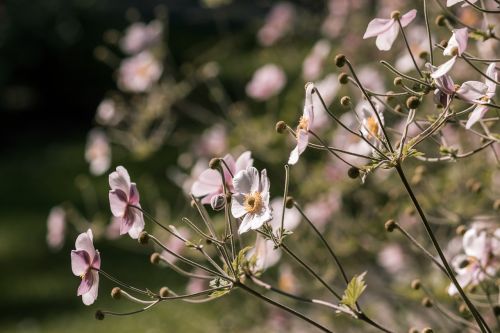 flowers meadow summer