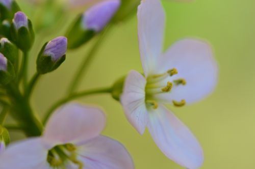 flowers garden white