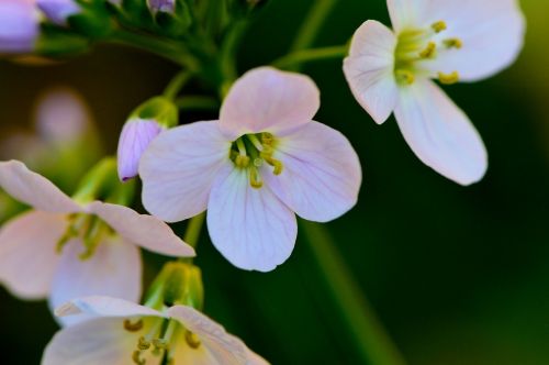 flowers garden white