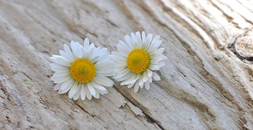 flowers daisy white